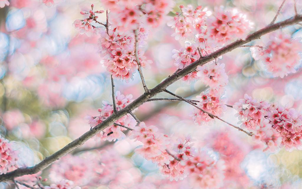 盛开的粉色樱花