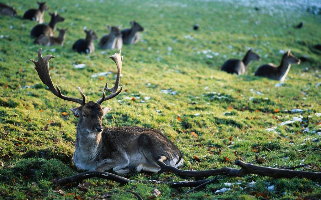 飞翔爬行的野生动物