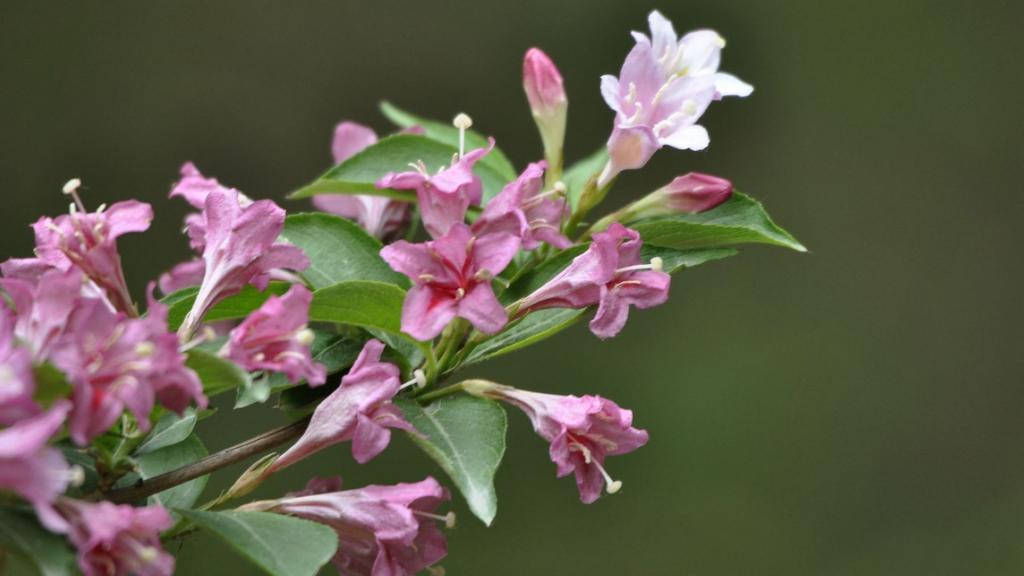 忍冬科锦带花图片