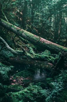 大自然绿色森林护眼风景-3