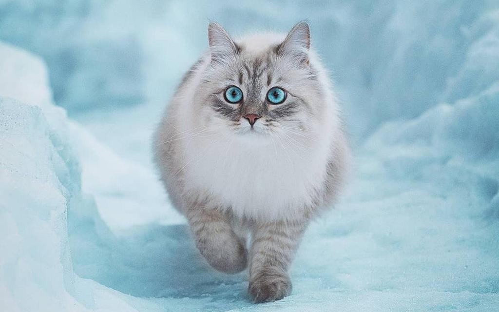 雪中行走的可爱猫咪