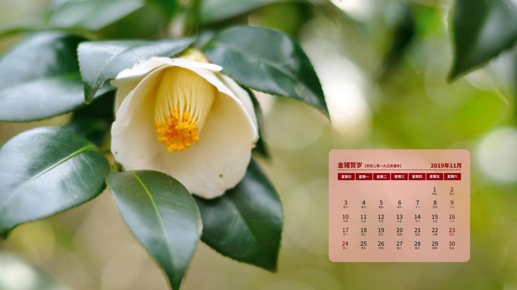 2019年11月山茶花花语日历