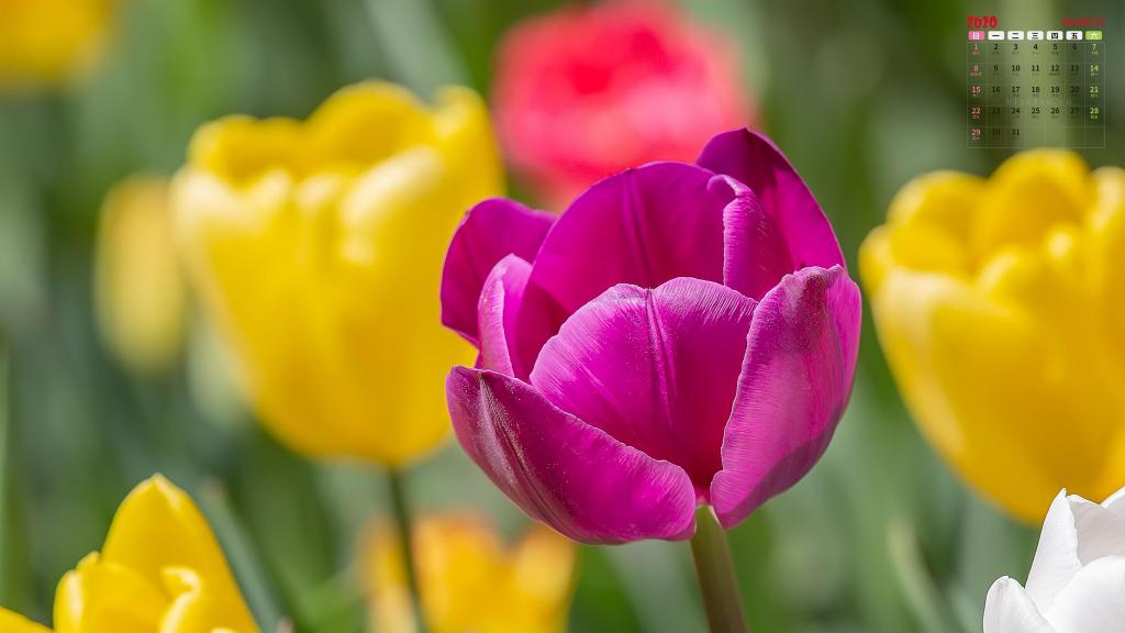 2020年3月郁金香花朵写真日历