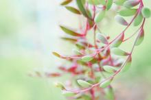 清新护眼的绿色植物