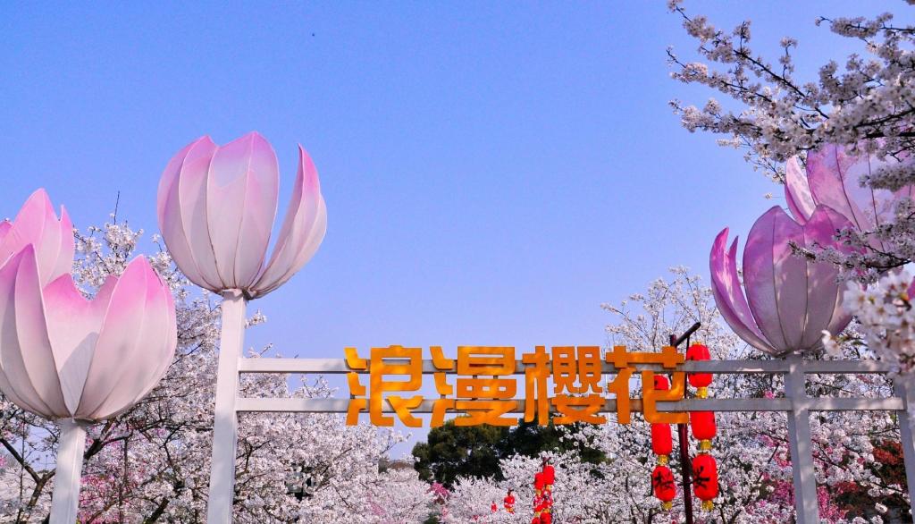 武大樱花将进入盛开期