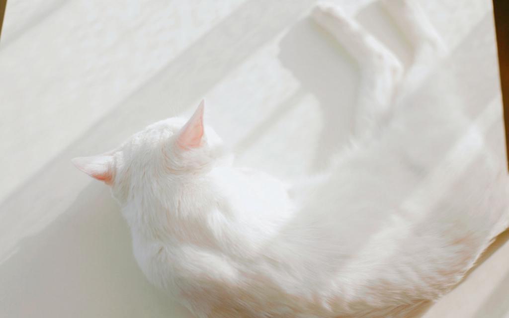 可爱萌宠网红猫咪