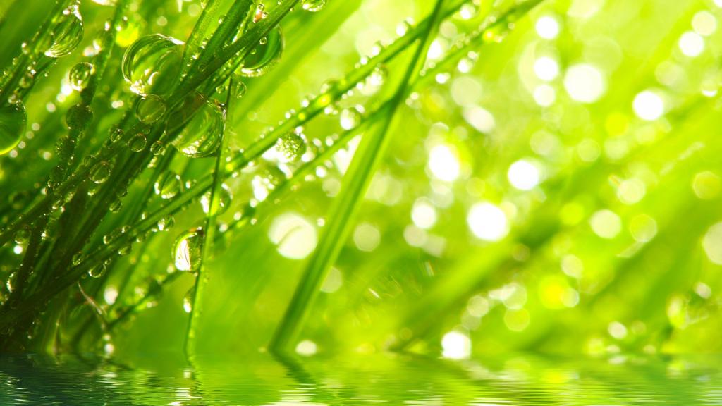 春天的一滴露水