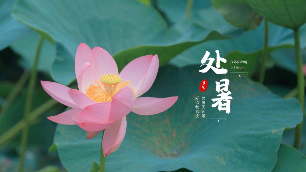 2020处暑节气淡雅莲花清新养眼背景