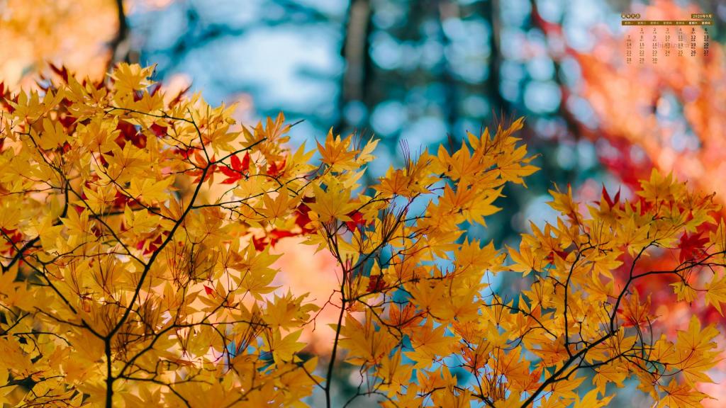 2019年9月秋天落叶美景日历