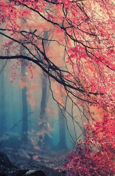 停车坐爱枫林晚-6