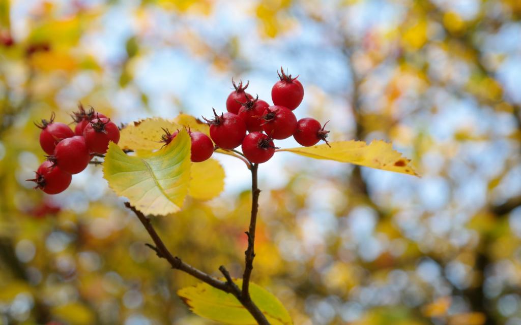 红得诱人的山楂