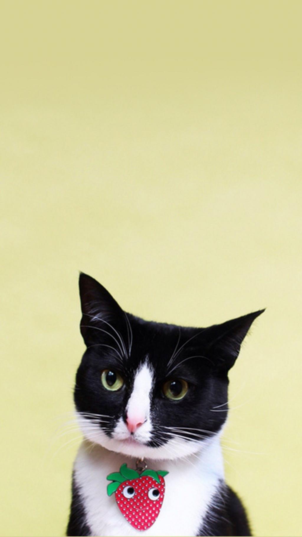 可爱小黑猫写真