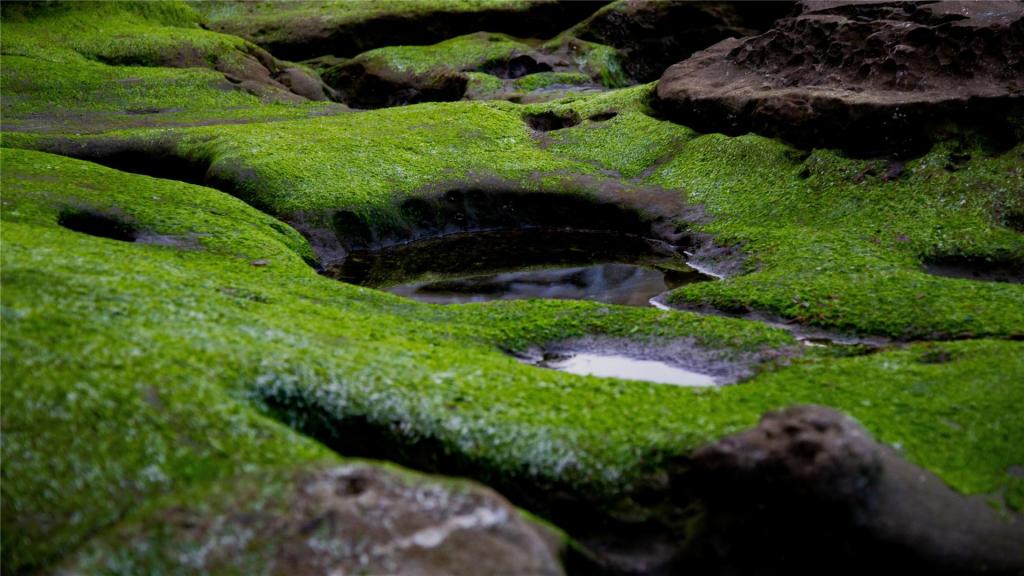 小清新养眼苔藓ppt背景