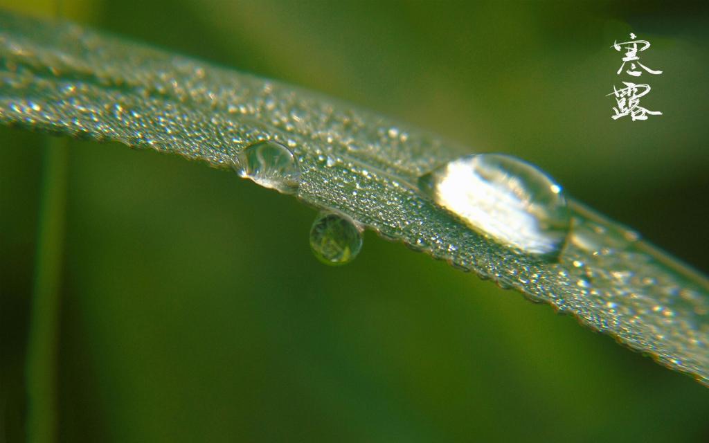 中国传统节气之寒露