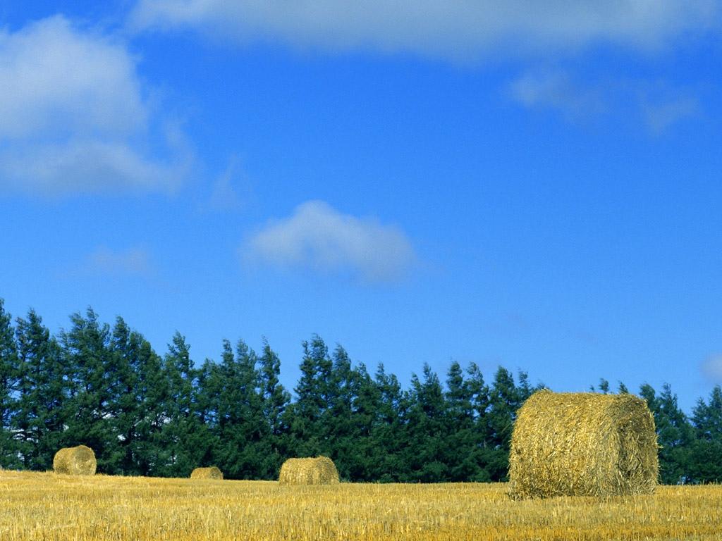 草原上的晴空万里