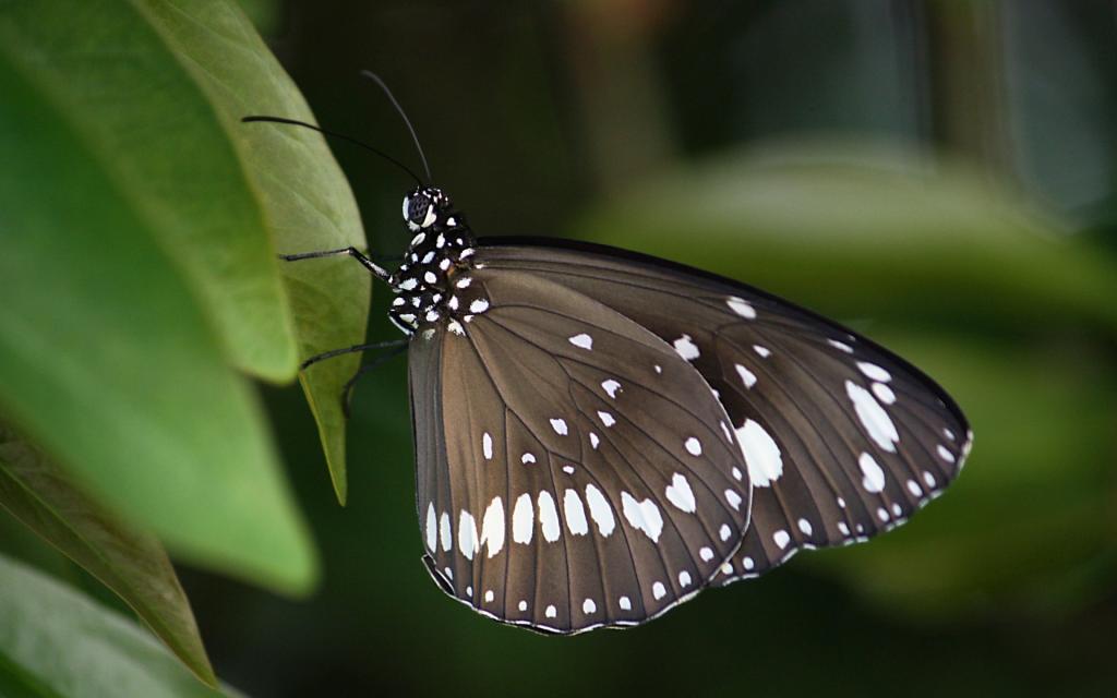 黑蝴蝶微距摄影