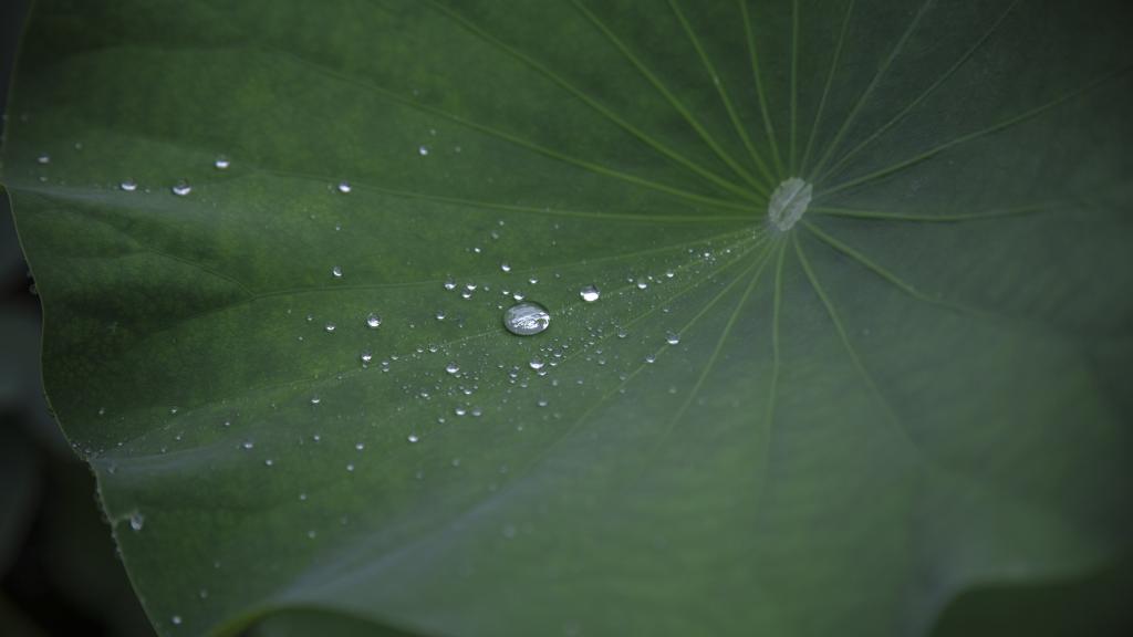 荷叶上的水珠露珠