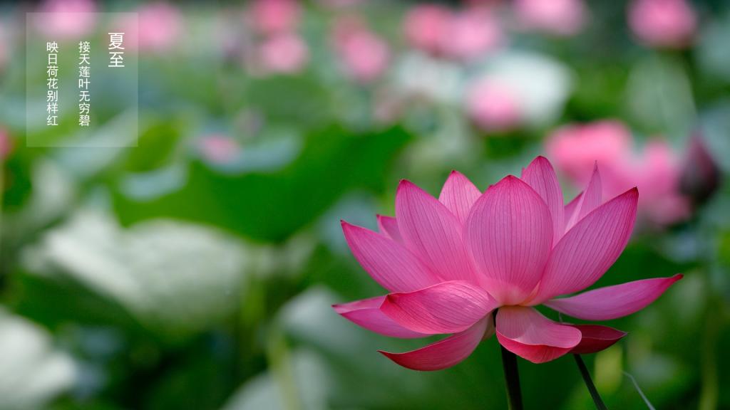 盛夏之始—夏至