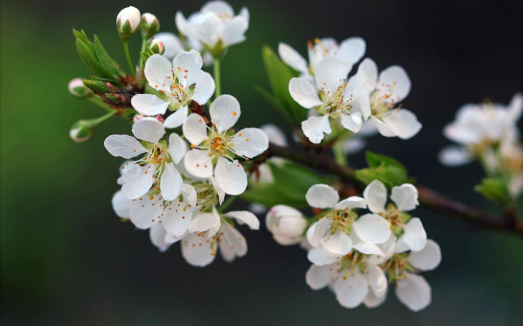 清新唯美的白梅花