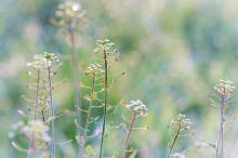 小清新风格的花草