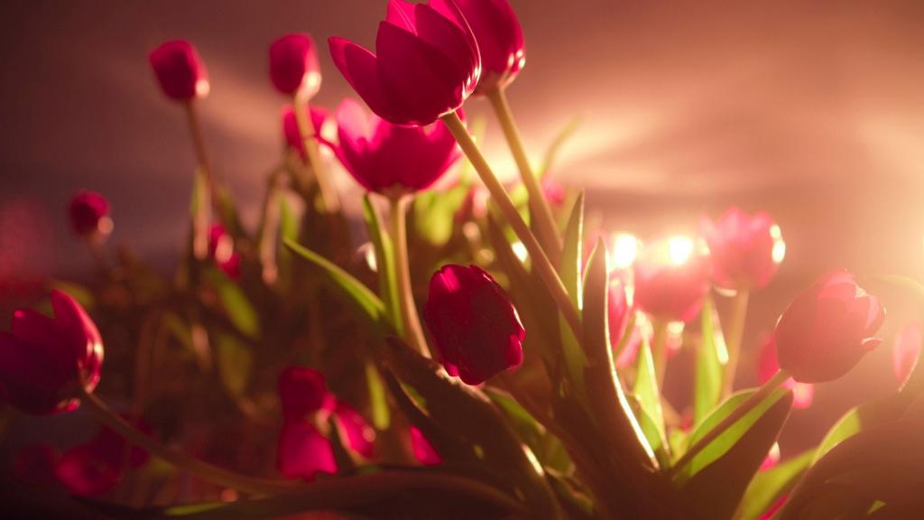 各色各样的娇花