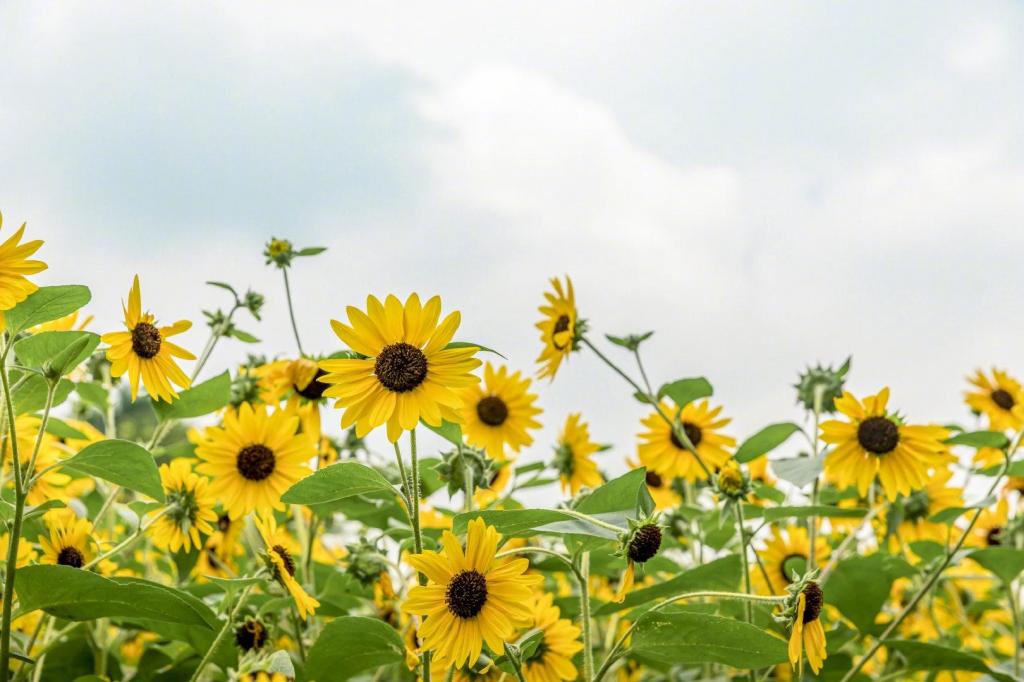 向日葵清新唯美微距写真
