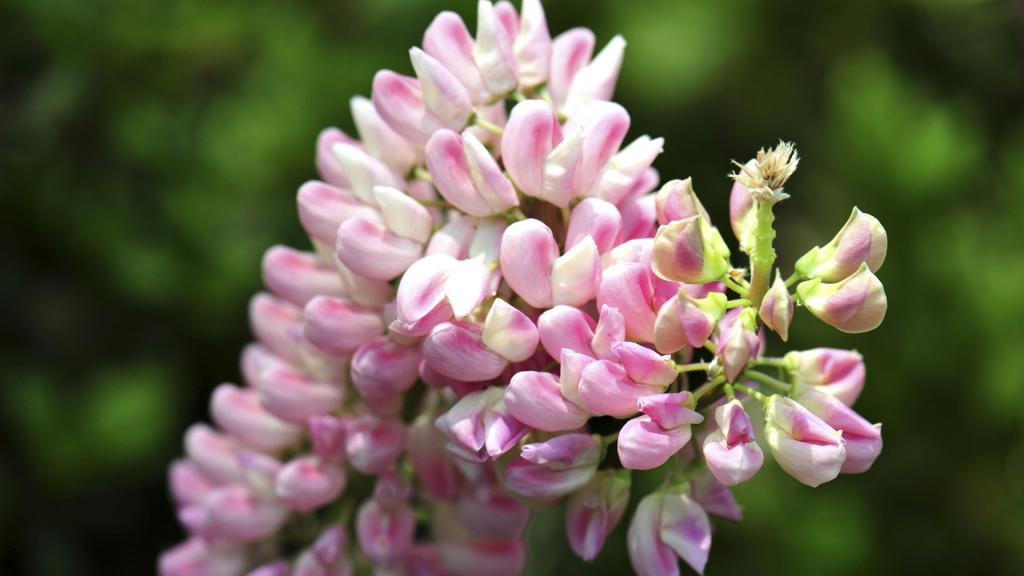 广州华南植物园