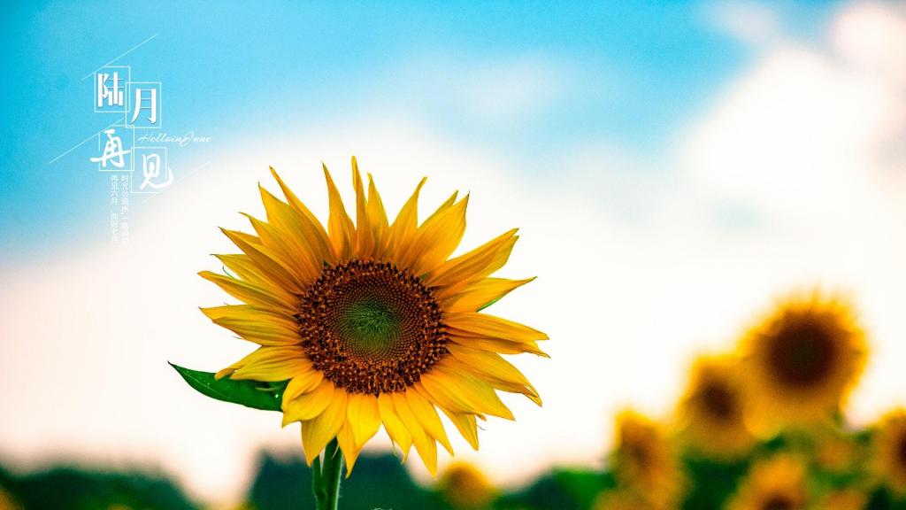 关于六月再见最好的朋友圈说说