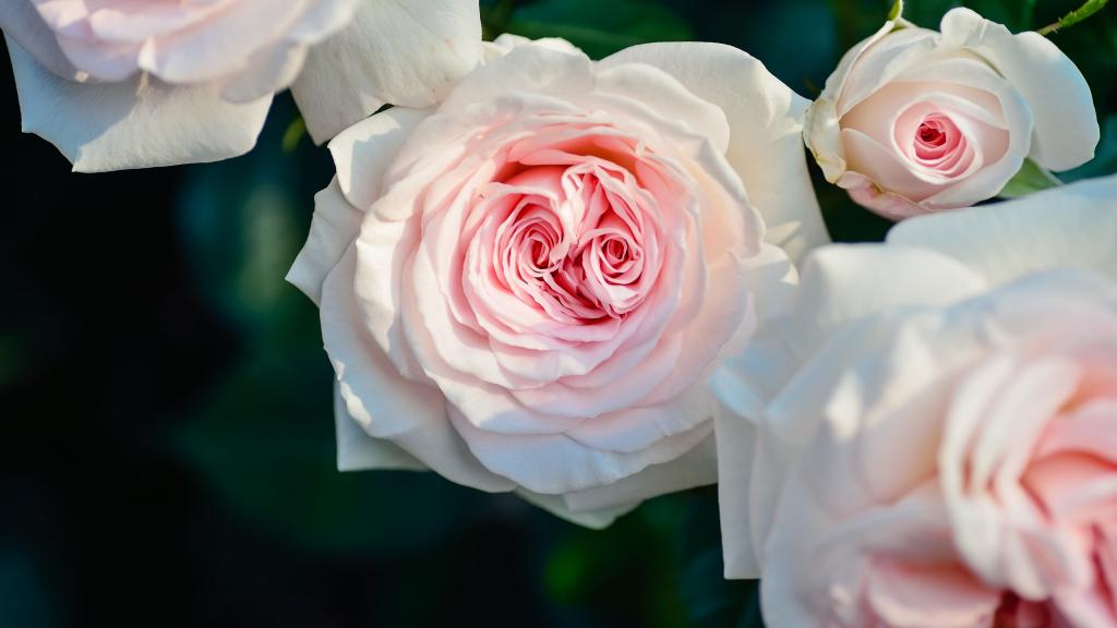 白色情人节浪漫鲜花礼物