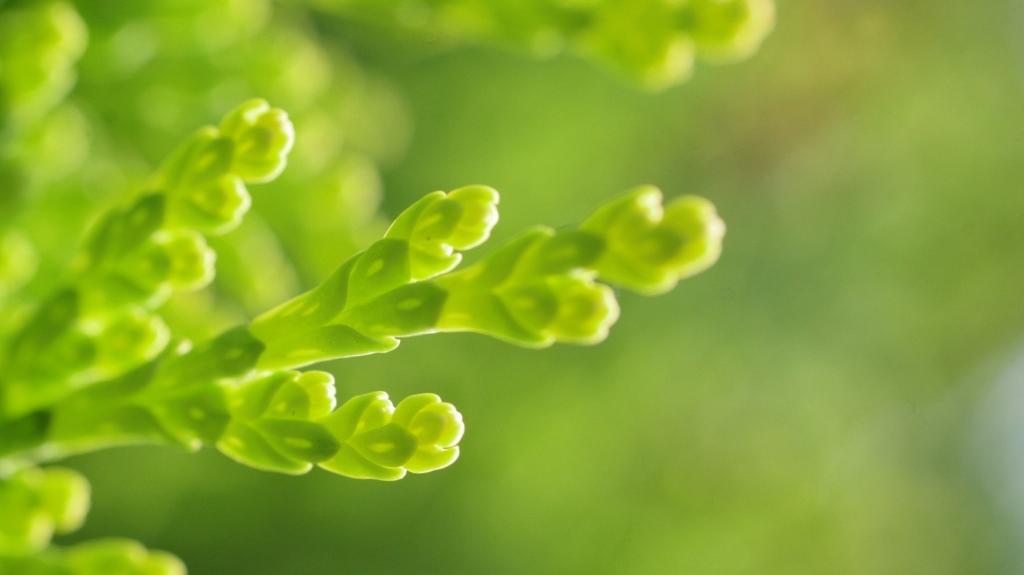 大自然的绿色植物