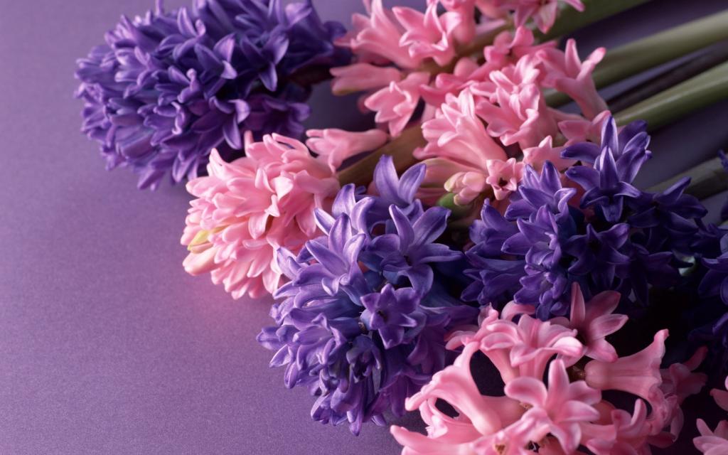 五彩缤纷的鲜花
