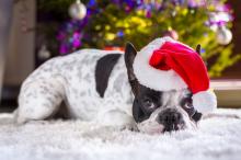 圣诞装的可爱小狗