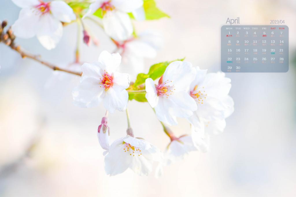 2019年4月唯美淡雅小清新花朵日历