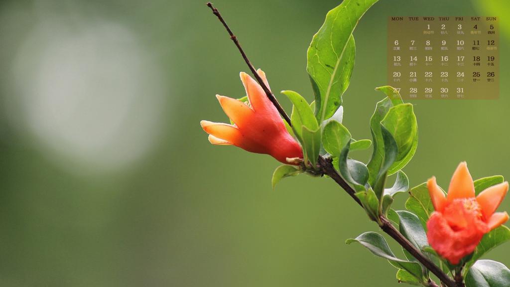 2019年5月艳红似火的石榴花日历