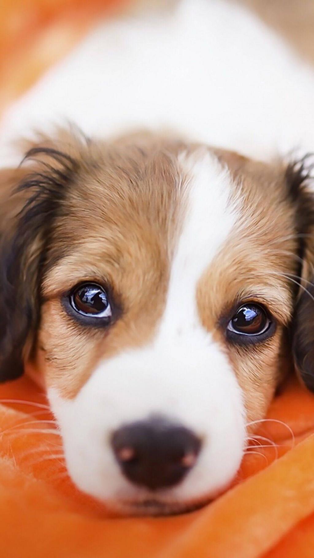 可爱狗狗大头照