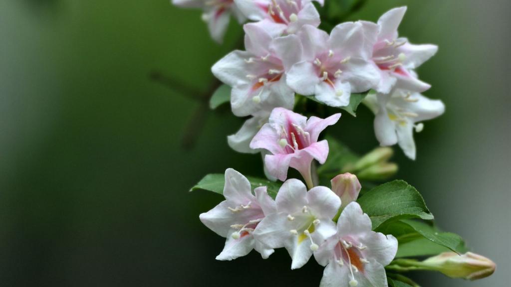 忍冬科锦带花图片