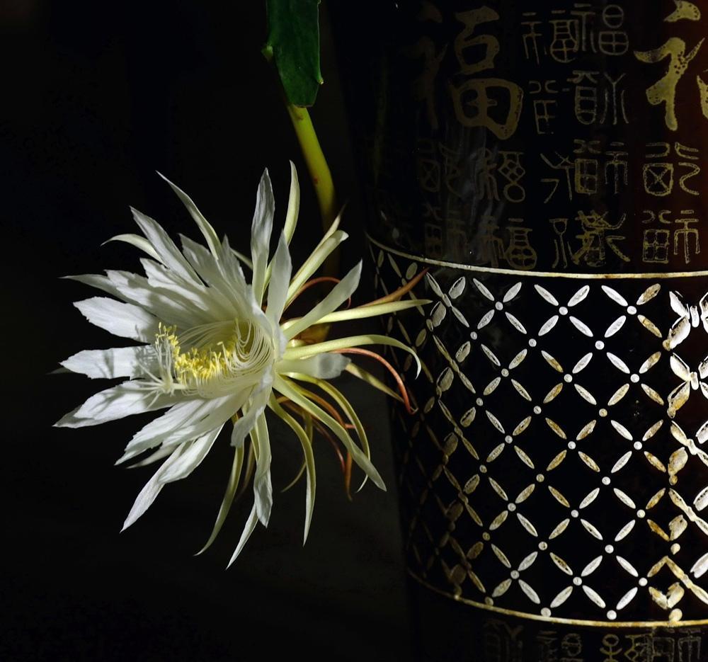 稍纵即逝的昙花