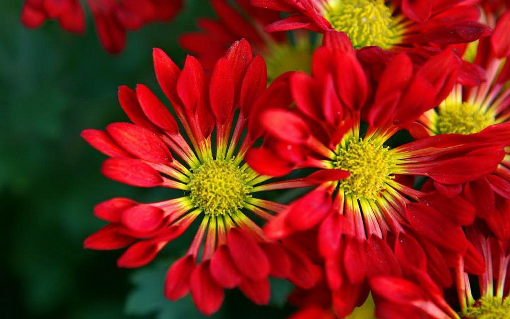 浓艳纷繁的花朵