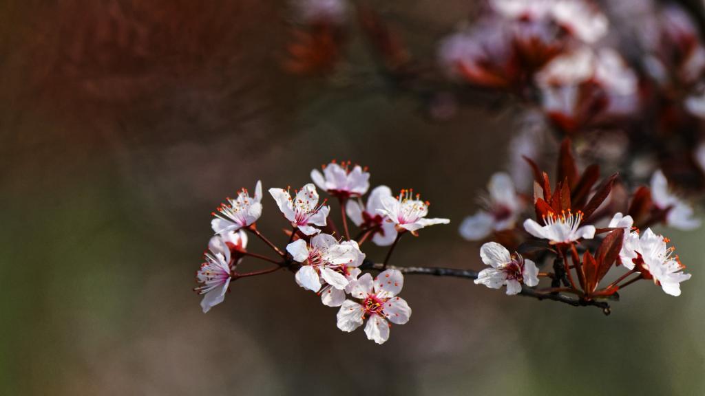 紫叶李(红叶李)