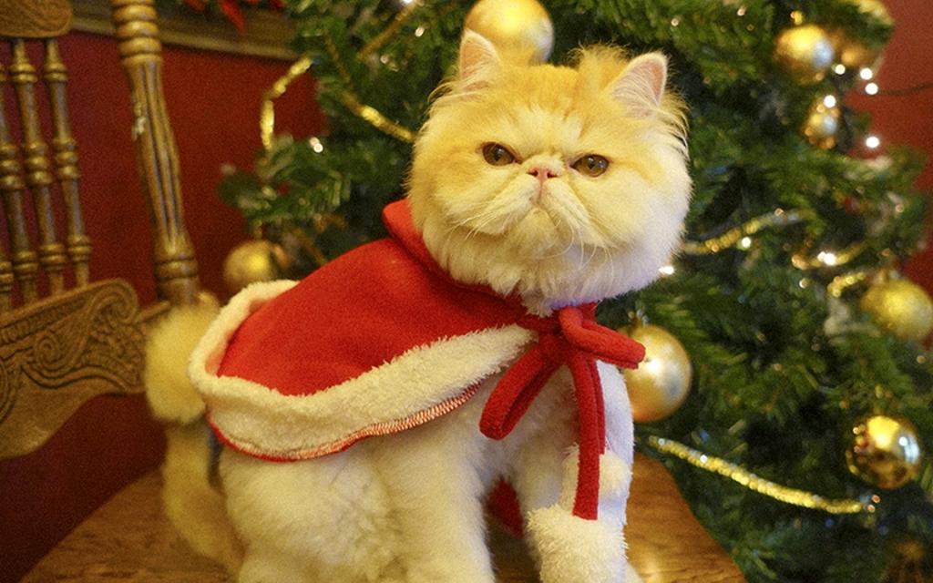 圣诞猫咪唯美写真