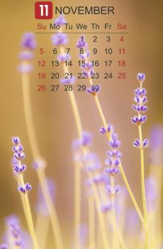 2017年11月唯美薰衣草日历