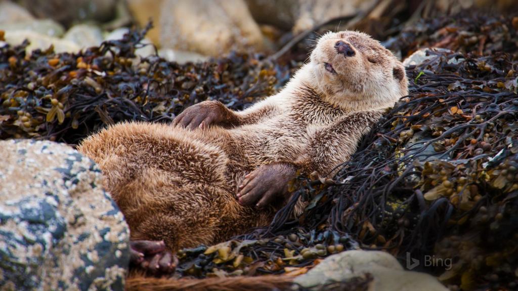 2018年Bing官方主题