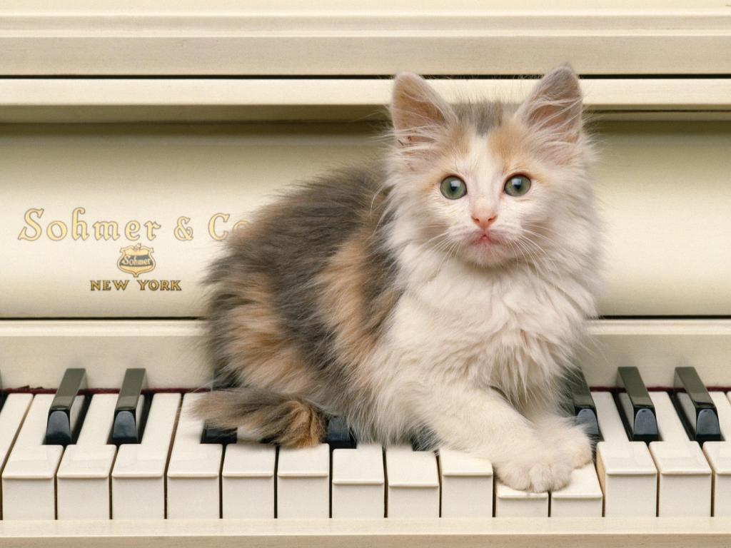 圣诞夜猫咪写真