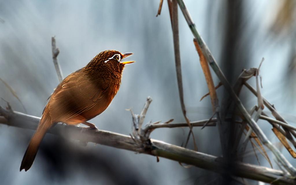 美丽画眉鸟图片