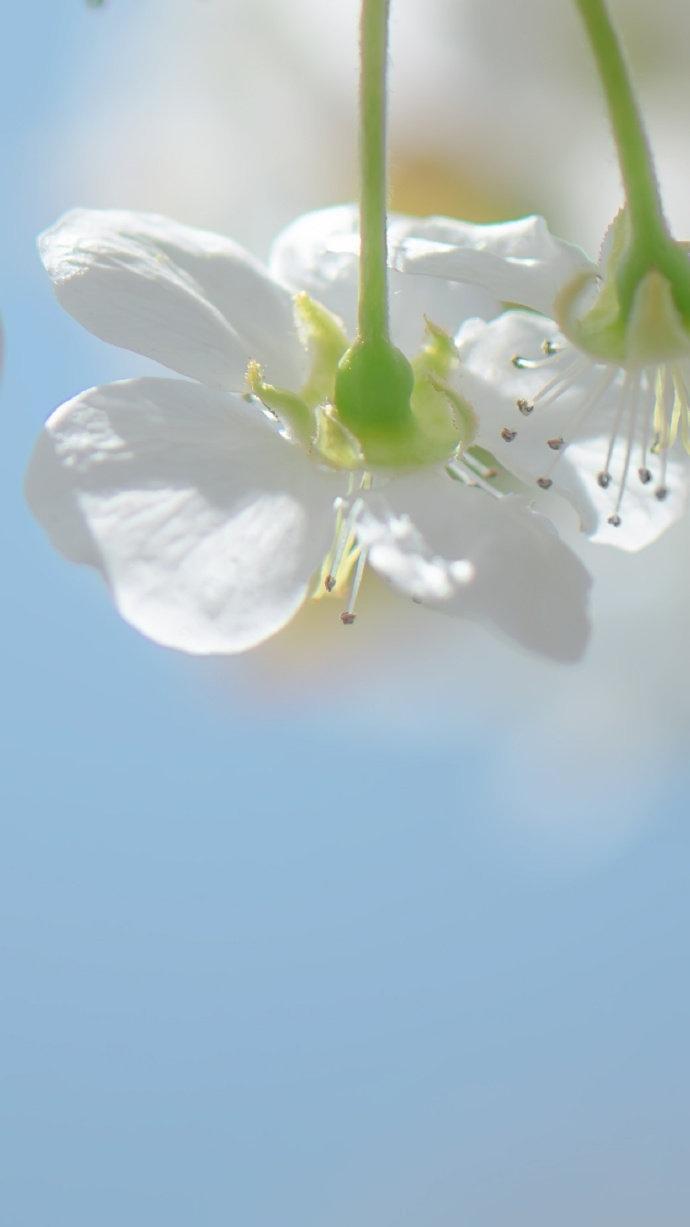 梨花盛放唯美意境微距摄影