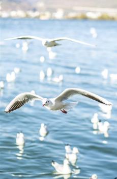 翱翔海鸥