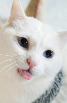 可爱圣诞白猫-4