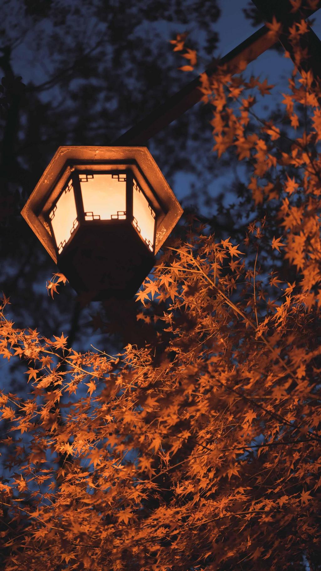 唯美九溪夜枫迷人夜景