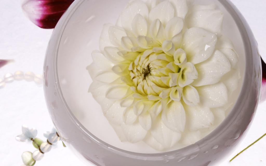 超大唯美鲜花特写