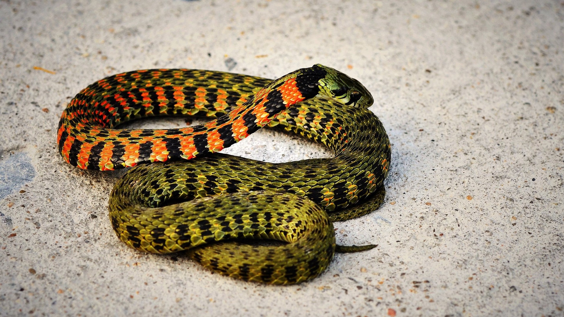 可怕冷血动物蛇